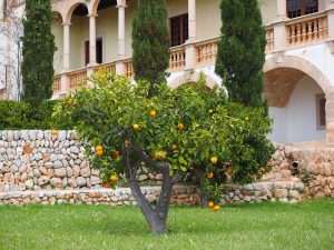 Oranger dans un jardin