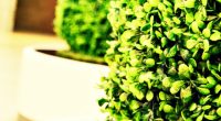 plante artificielle
