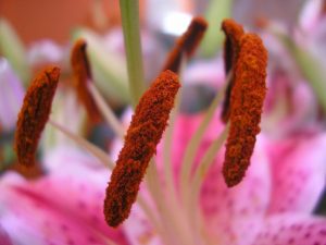 Plantes vivaces rouges