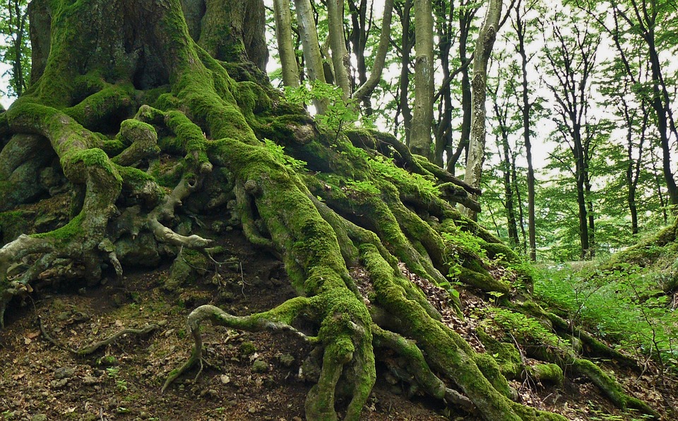 barriere anti racine arbre