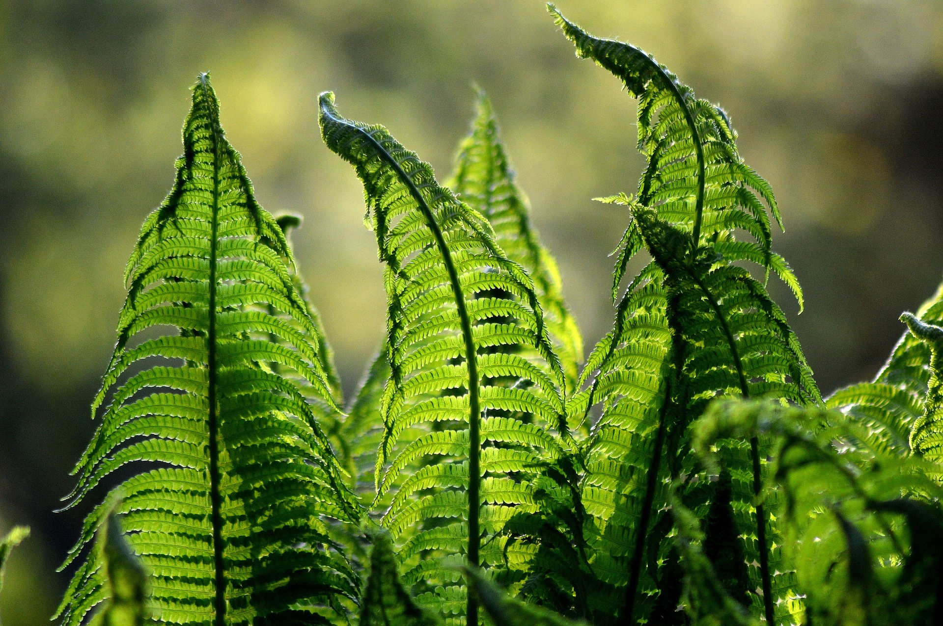 Quelles plantes choisir dans un jardin à climat sec ?