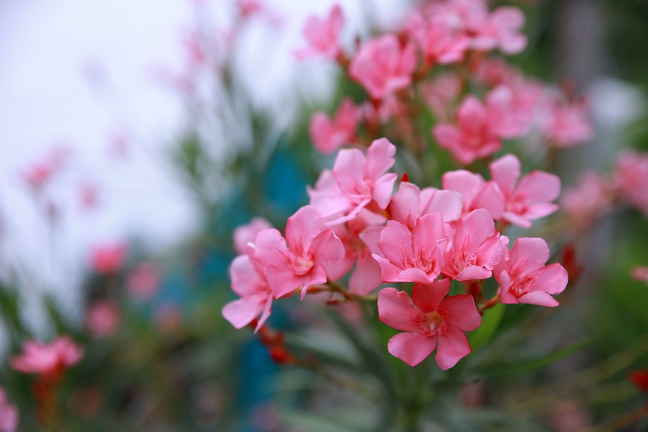 Le laurier rose