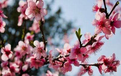 Quelle période pour planter un cerisier ?