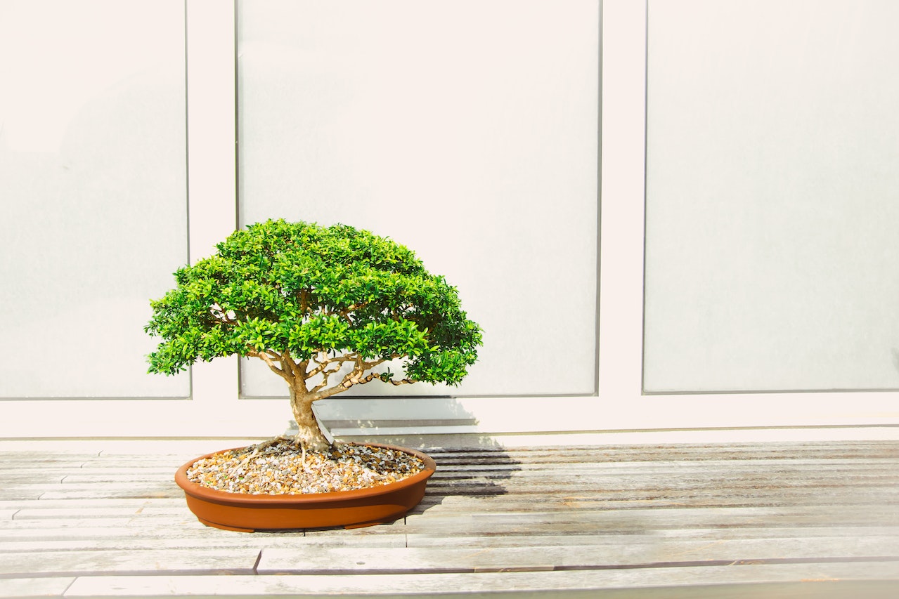 Petit arbre bonsai