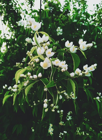 Planter du jasmin dans son jardin