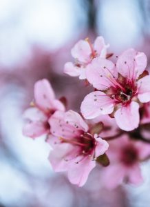 Planter un cerisier : nos conseils