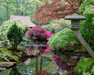 Découvrir la végétation dans les jardins Japonais