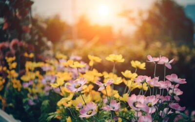 Comment avoir un jardin fleuri toute l’année