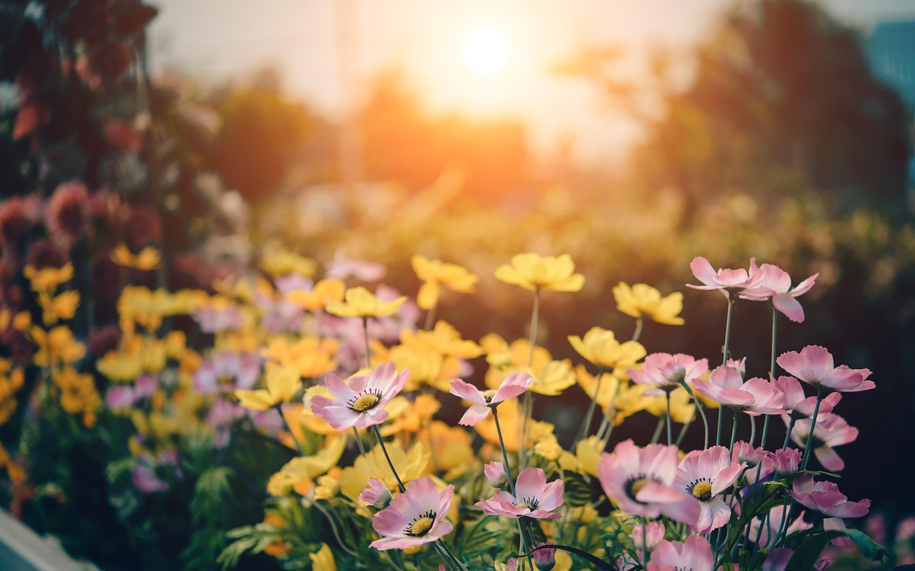 Un jardin fleuri