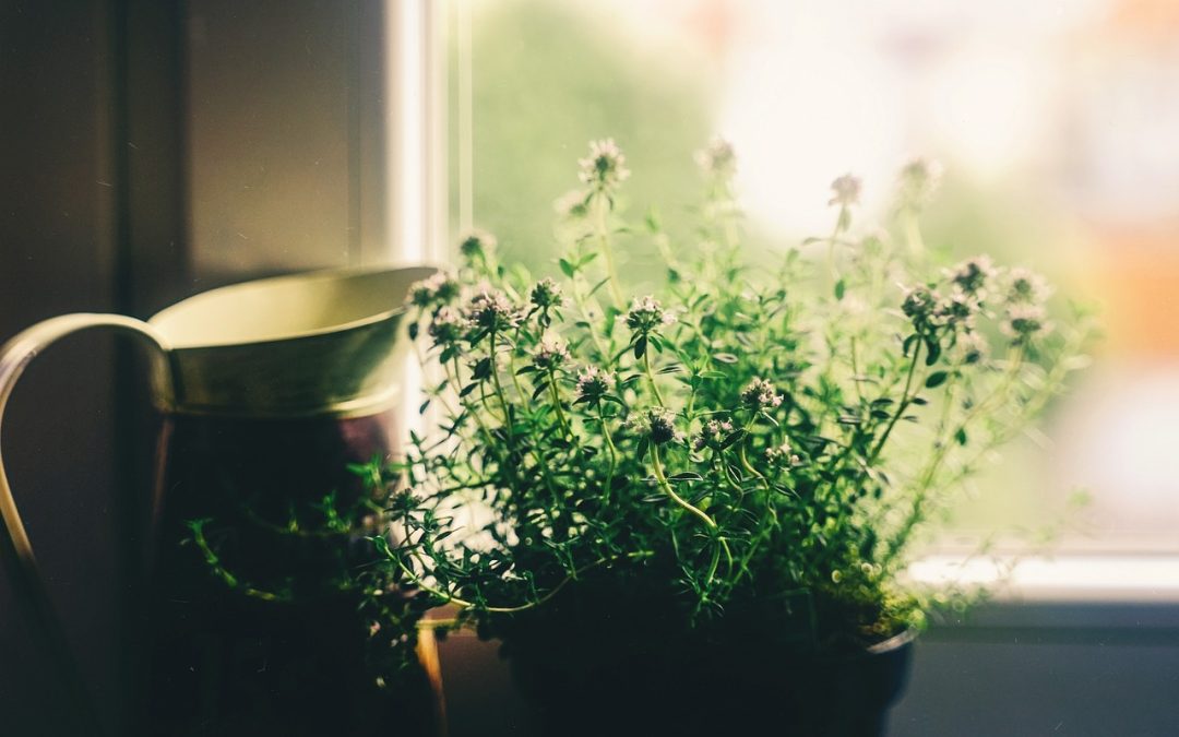 Comment fabriquer des cache-pots originaux pour vos plantes d’intérieur ?