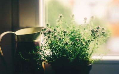 Comment fabriquer des cache-pots originaux pour vos plantes d’intérieur ?
