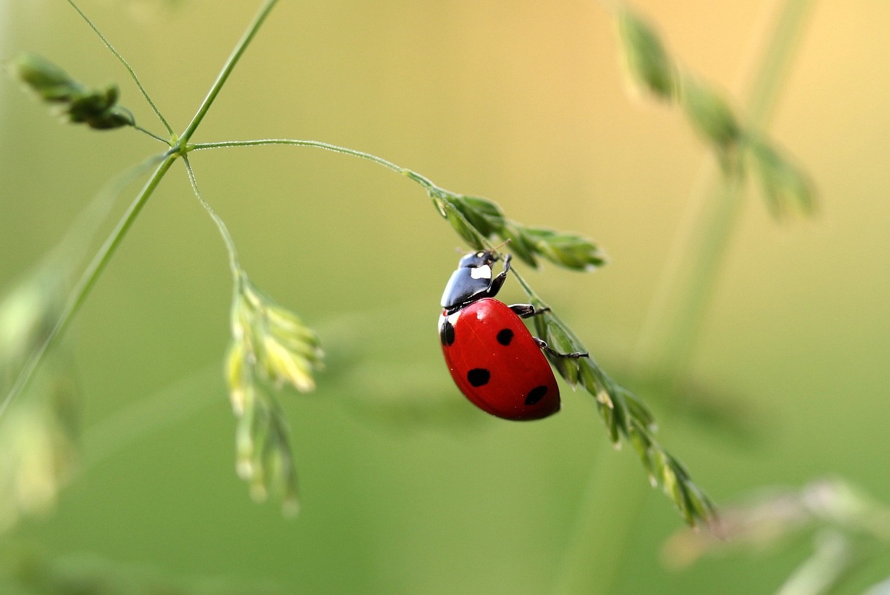 Une coccinelle dans un jardin