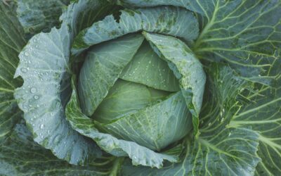 La culture des légumes oubliés : découvrez comment les faire pousser !