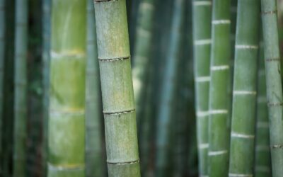 Le bambou : une plante exceptionnelle pour votre jardin