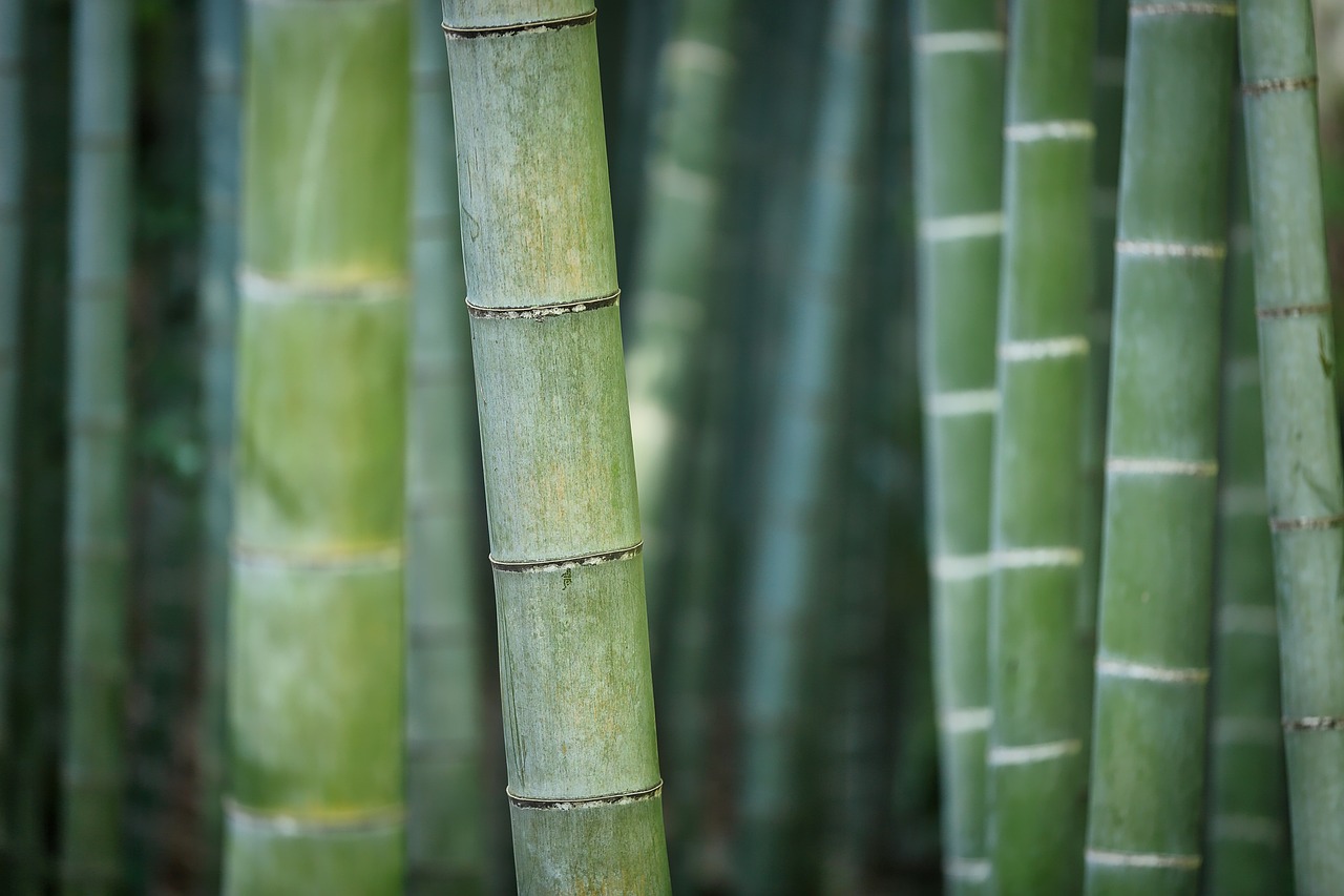 Du bambou