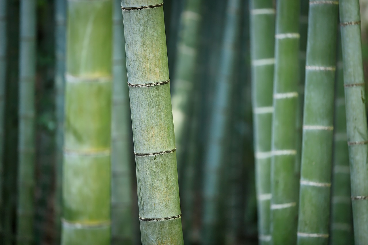 Le bambou : tout savoir sur la culture du bambou au jardin