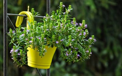 Les astuces pour créer un potager vertical en intérieur pour une déco verte toute l’année