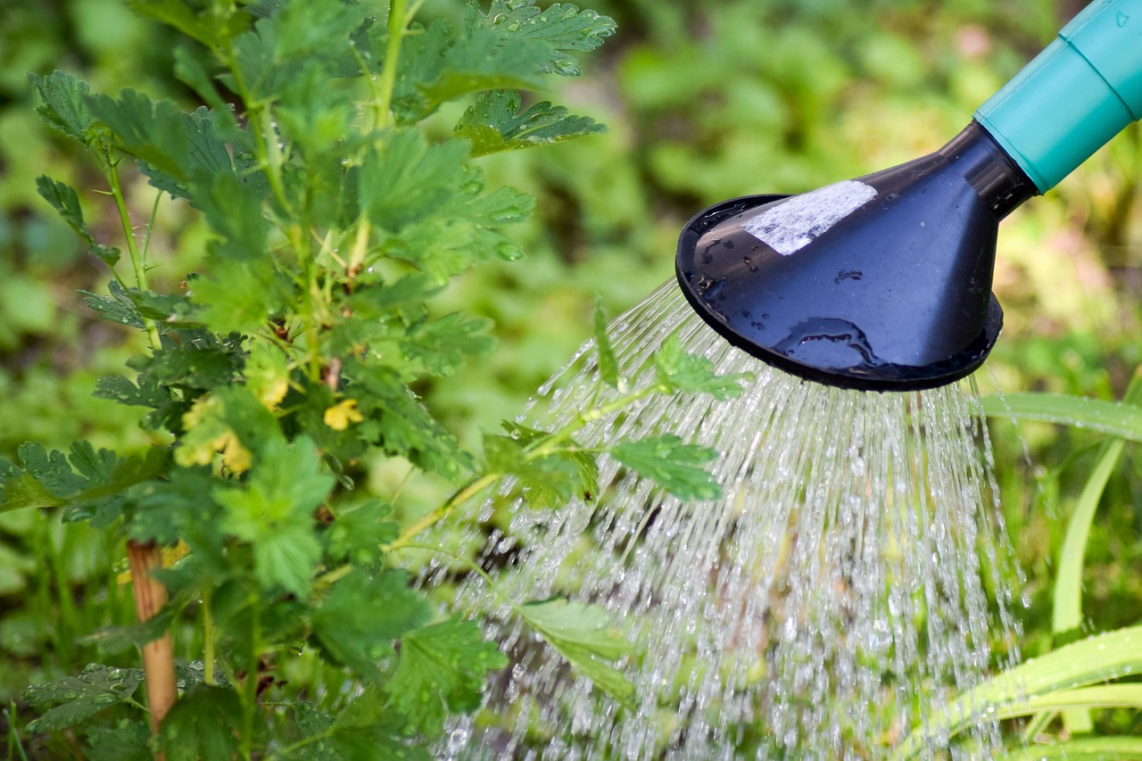 Un arrosage des plantes