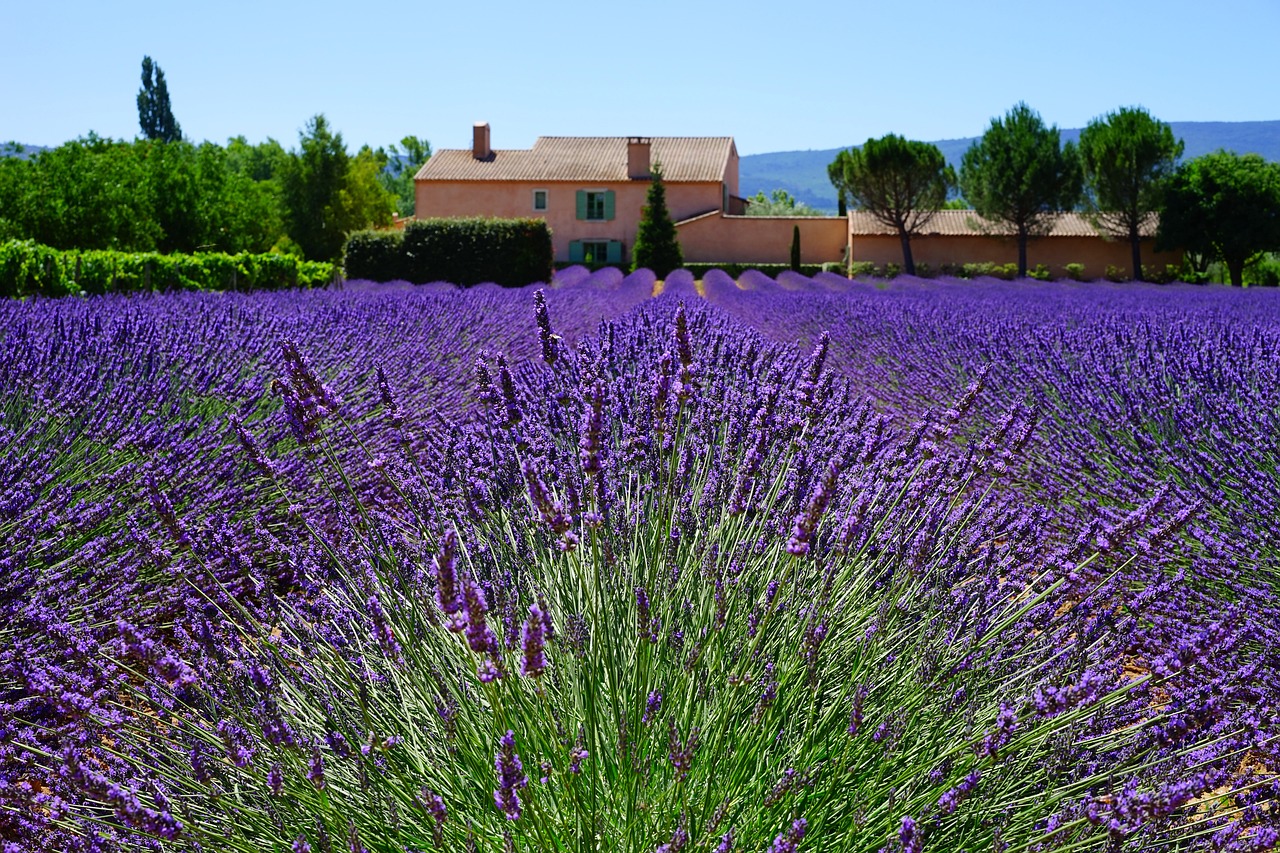 Un jardin à la française