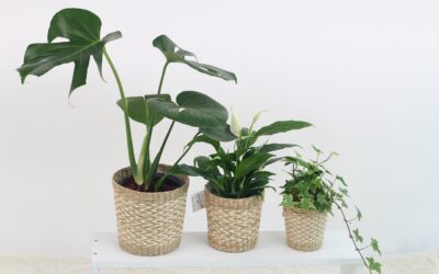 Les plantes d’intérieur les plus résistantes à adopter chez soi