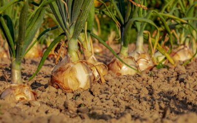 Les secrets d’un jardin potager bio réussi