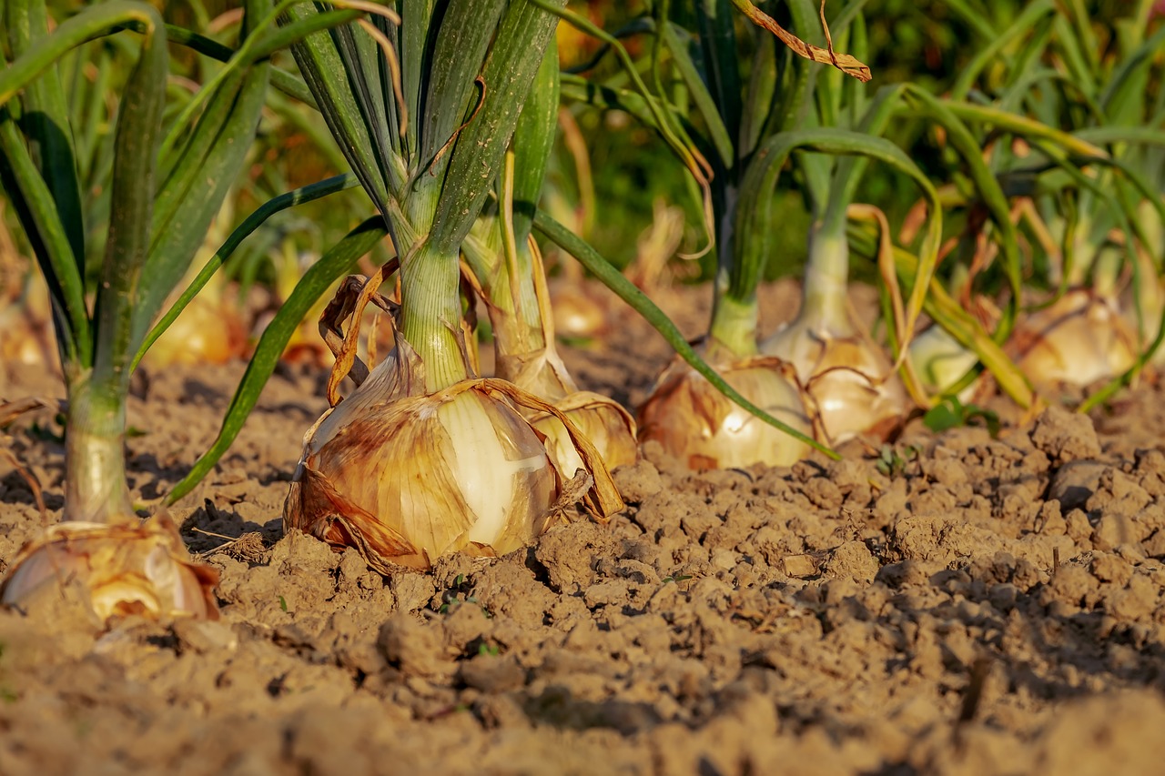 Un jardin potager