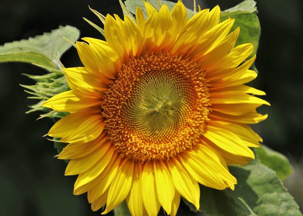 Un tournesol