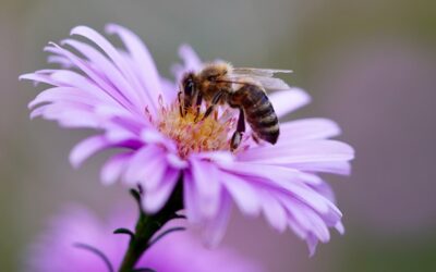 Quelles sont les plantes qui attirent les abeilles et comment les attirer dans votre jardin