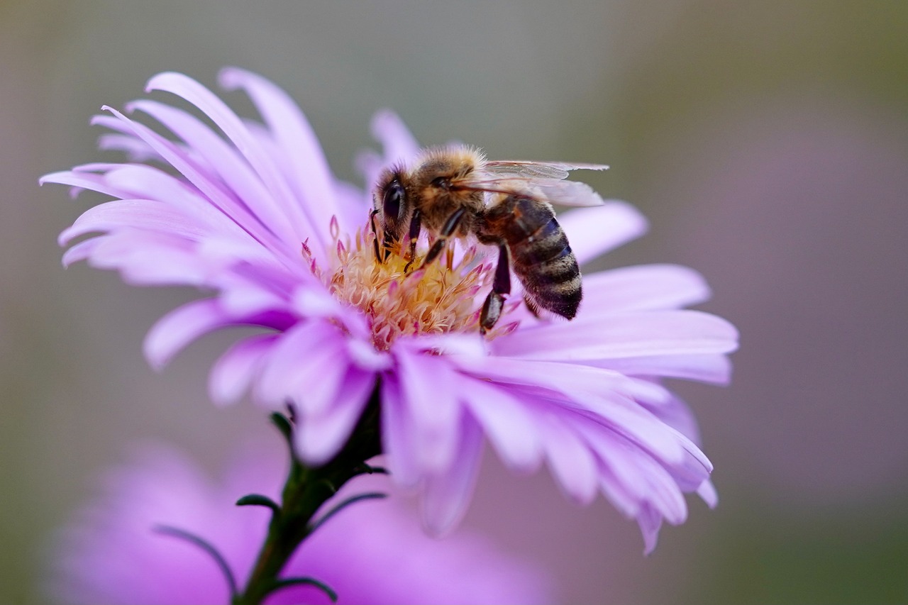 Une abeille