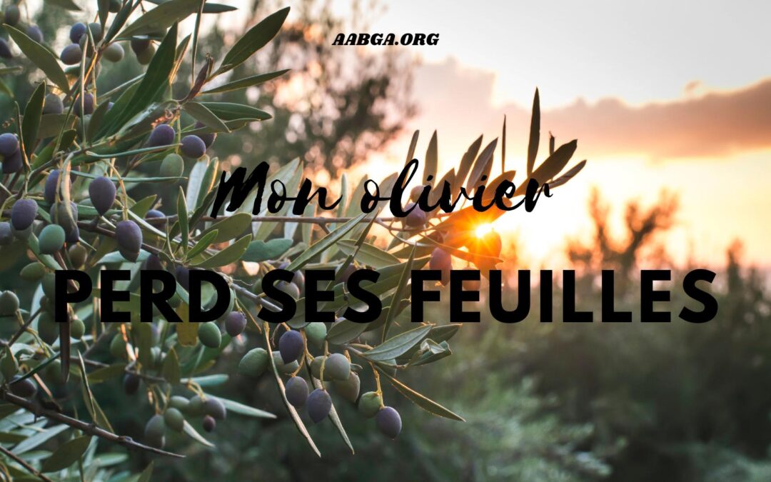 Pourquoi votre olivier perd ses feuilles et comment y remédier ?