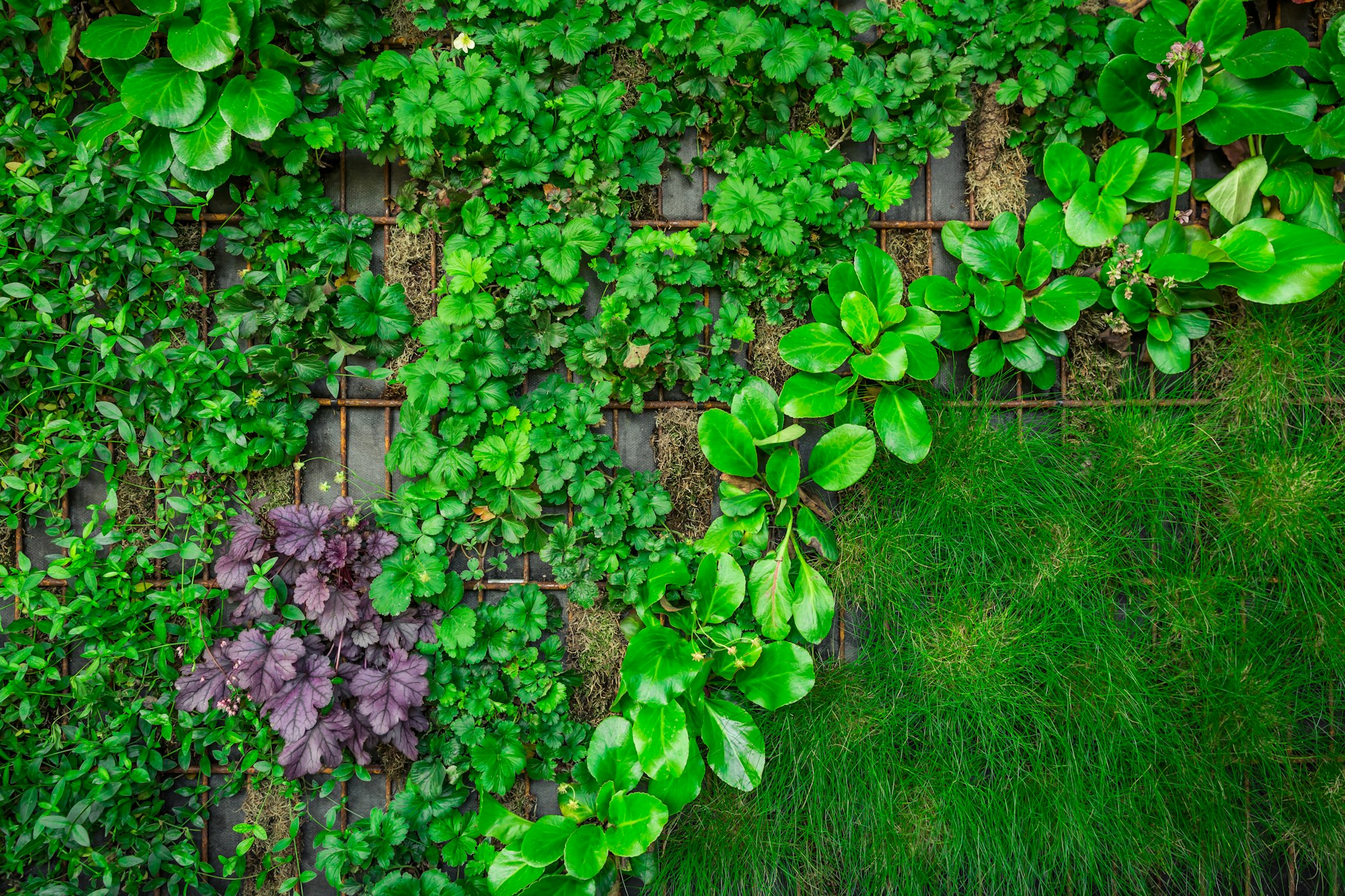 Artificial vertical green garden decoration on the wall. Vertical gardening.