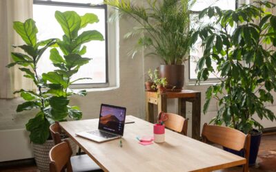 Décorer avec des plantes d’intérieur : santé et style.