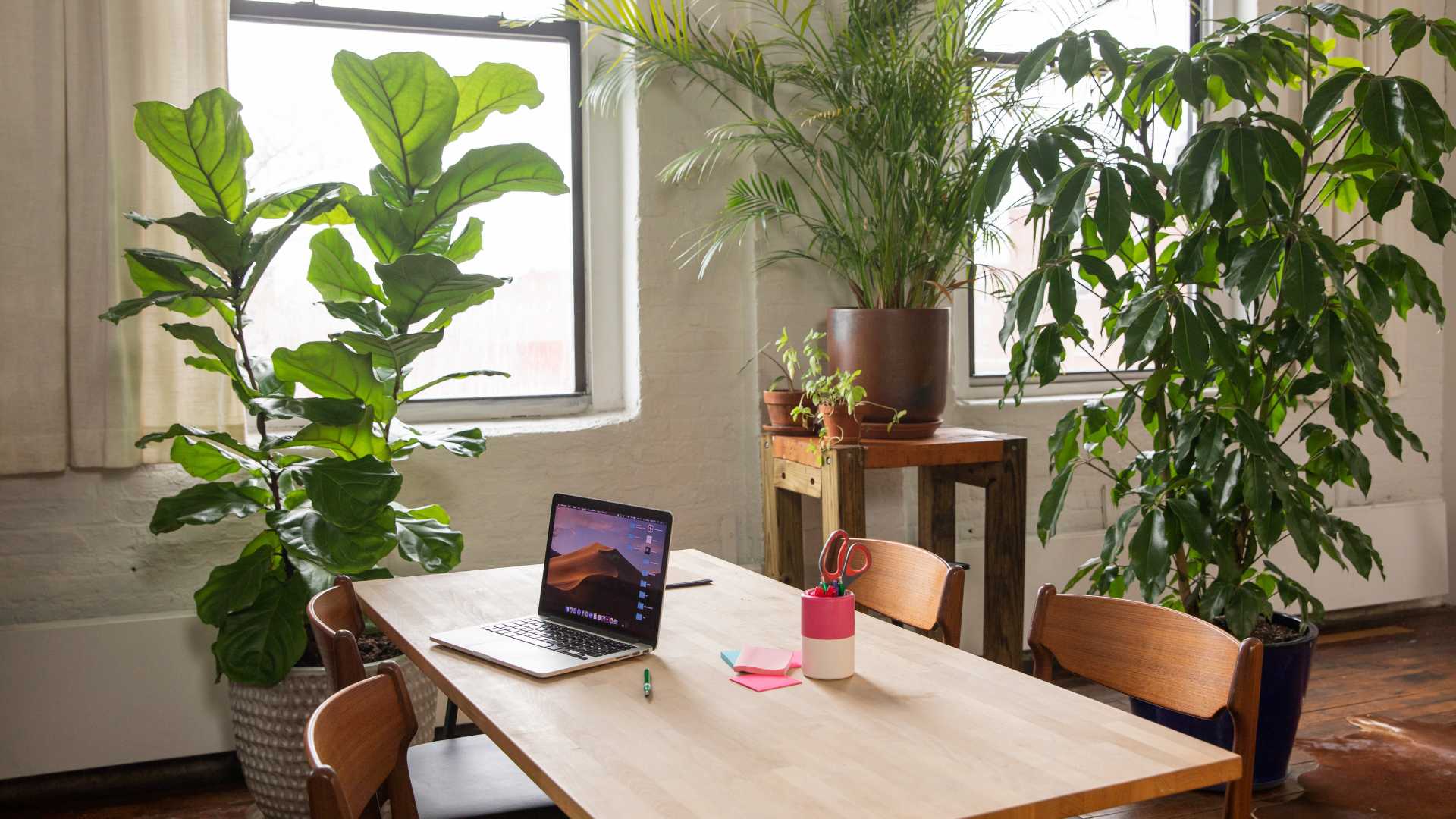 bureau avec plusieurs plantes