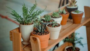 plante grasse d'intérieur