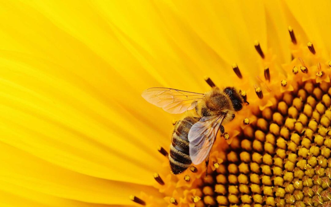 Créer un jardin d’abeilles pour soutenir la biodiversité.