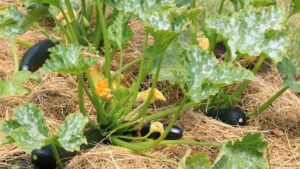 plant de courgette