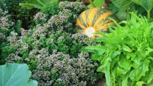 plusieurs plante de permaculture