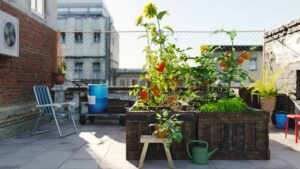plant de tomate sur balcon en ville