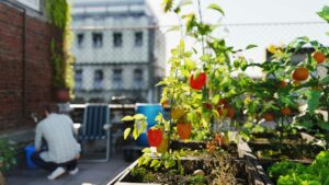 plant de tomate sur balcon