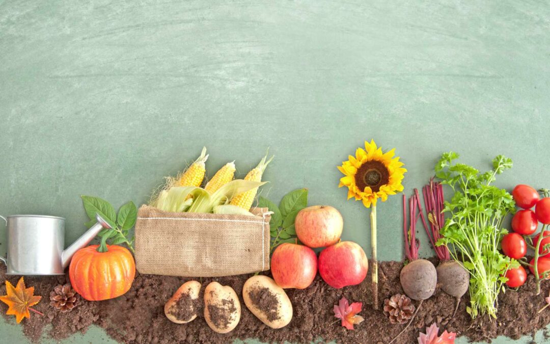 Jardinage en automne : préparations et plantations.