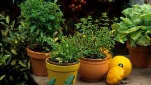 plantes aromatiques