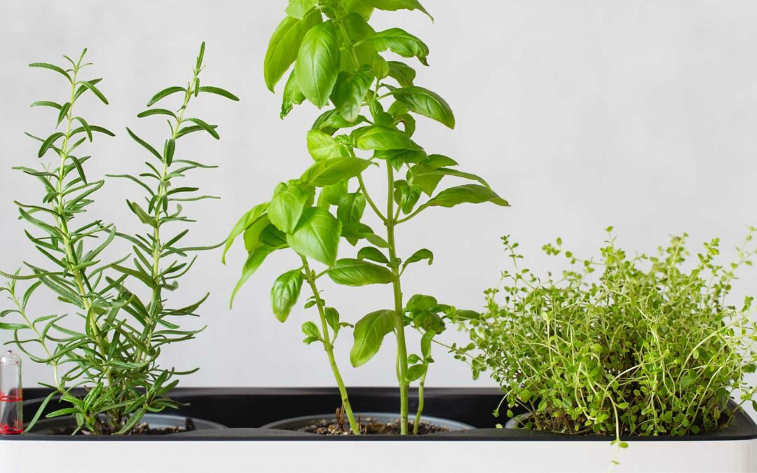 Cultiver des herbes aromatiques en intérieur.