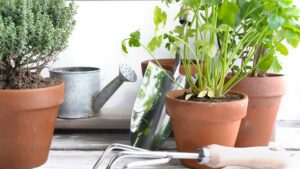 plantes aromatiques