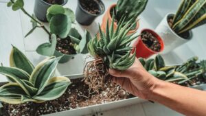 soin plante