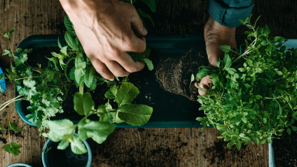 cultiver des herbes aromatiques