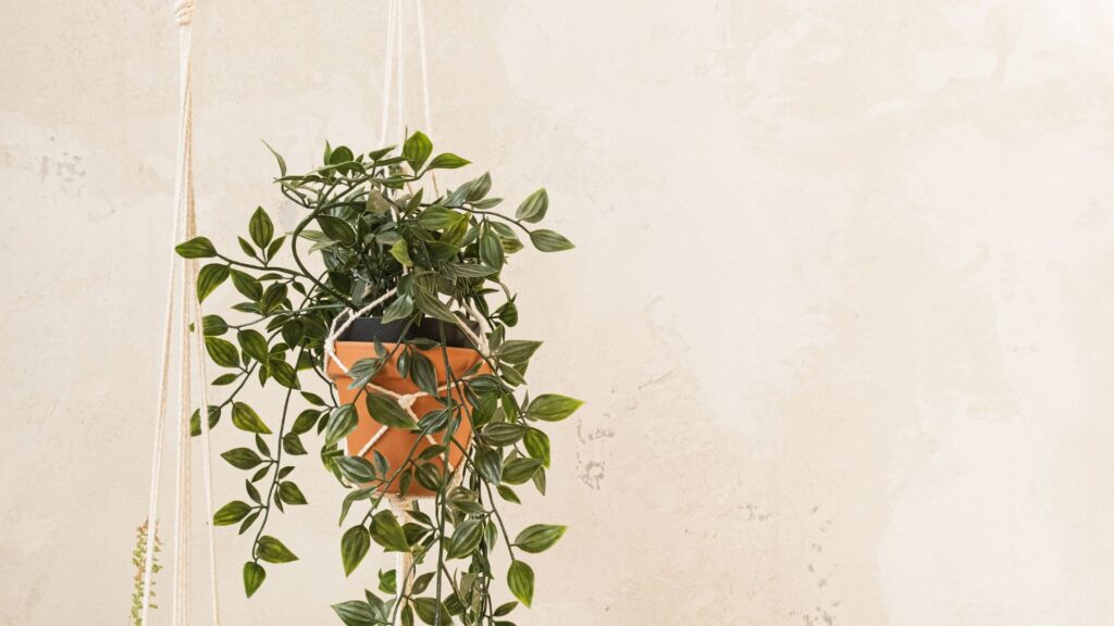 plantes suspendues