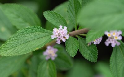 Comment compenser l’absence de végétation naturelle ?