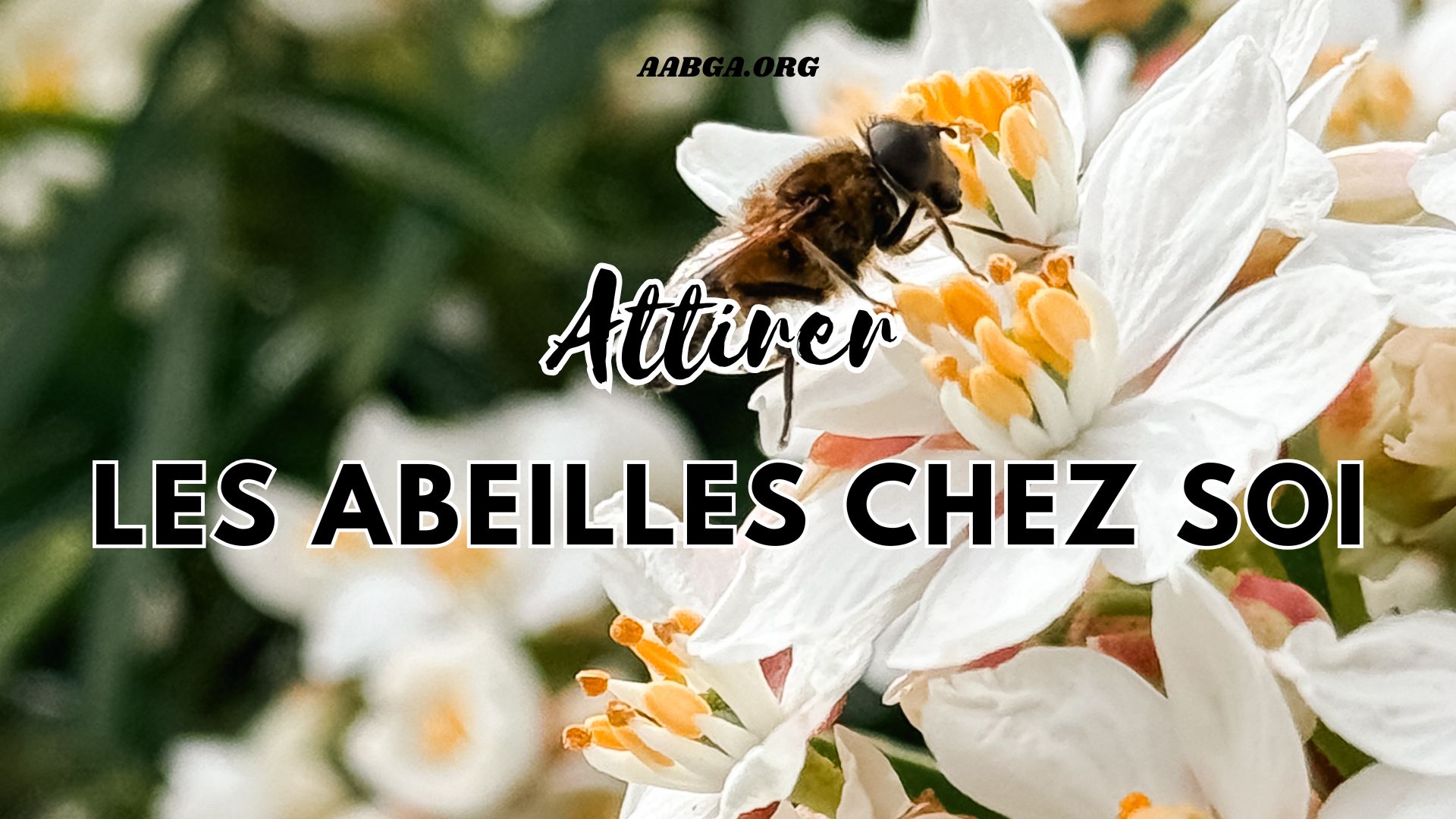 Abeille